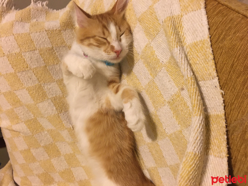 Tekir Kedi, Kedi  susam fotoğrafı