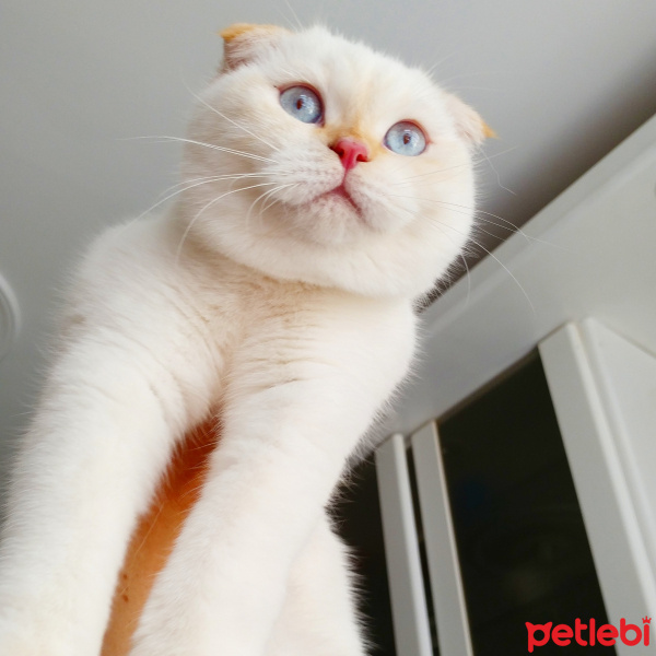 Scottish Fold, Kedi  Pamuk fotoğrafı