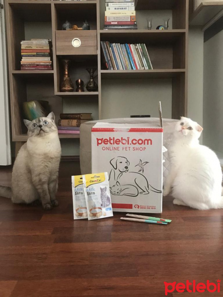 Scottish Fold, Kedi  Pamuk fotoğrafı