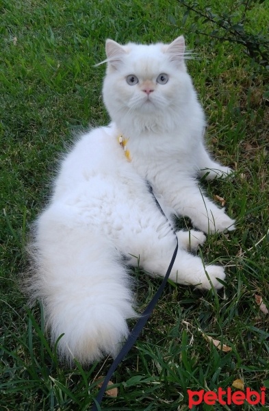 İran Kedisi (Persian), Kedi  Mırmır fotoğrafı