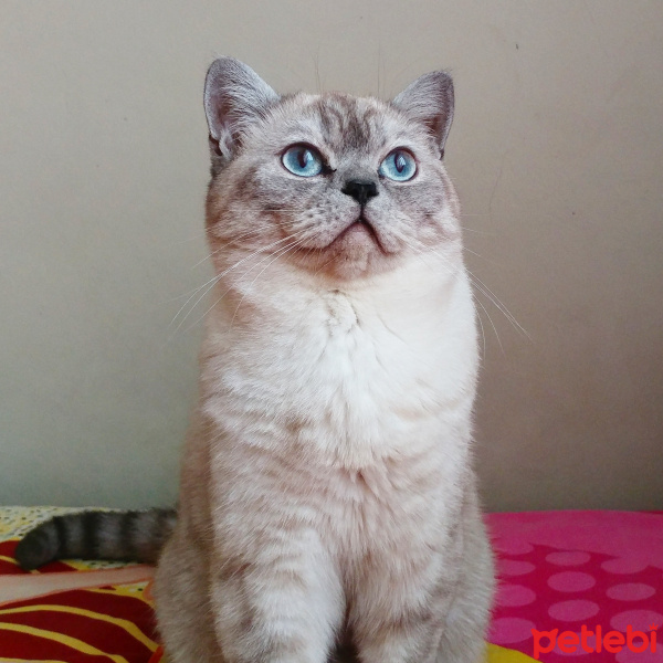 British Shorthair, Kedi  Karamel fotoğrafı