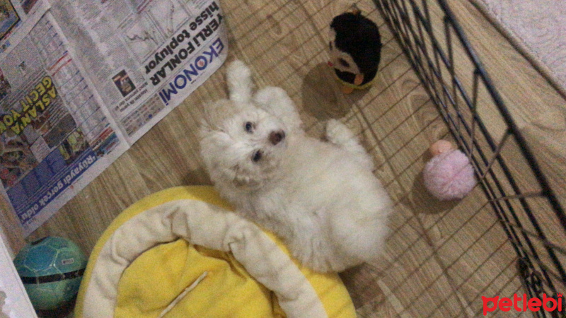 Maltese, Köpek  Melo fotoğrafı