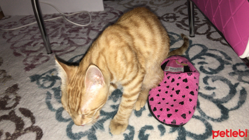 Sarman, Kedi  Balım fotoğrafı