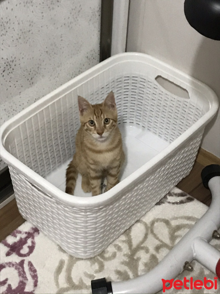 Sarman, Kedi  Balım fotoğrafı