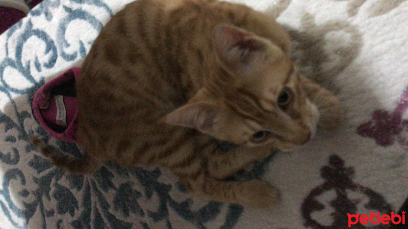 Sarman, Kedi  Balım fotoğrafı