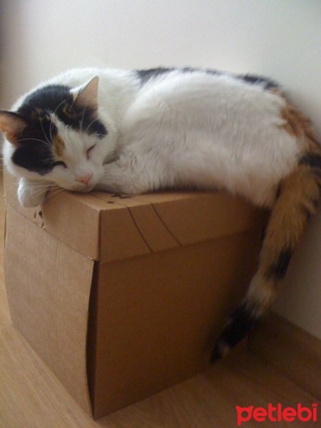 Tekir Kedi, Kedi  Pussy fotoğrafı