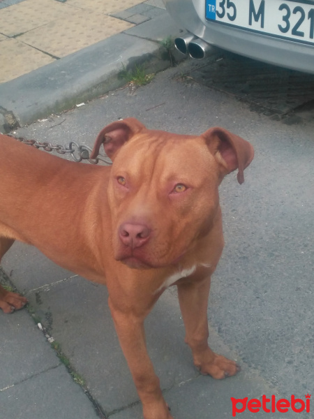 Amerikan Pitbull Terrier, Köpek  Paşa fotoğrafı