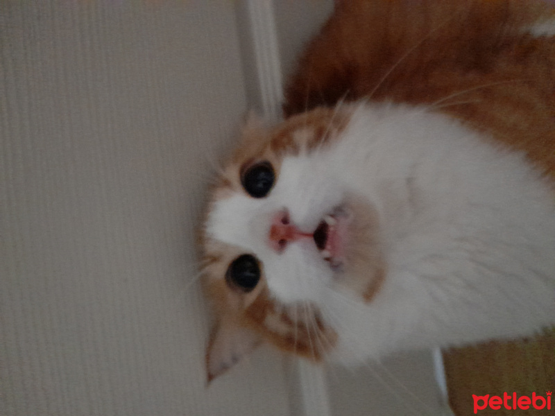Sarman, Kedi  Sütlaç fotoğrafı