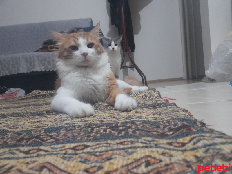 Sarman, Kedi  Sütlaç fotoğrafı
