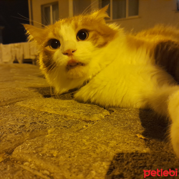 Sarman, Kedi  Sütlaç fotoğrafı