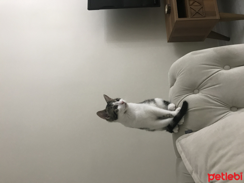 Tekir Kedi, Kedi  Yona fotoğrafı