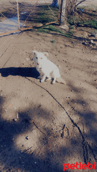 Tibetli Spaniel, Köpek  Limon fotoğrafı