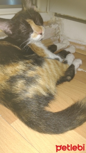 Abyssinian, Kedi  Lal fotoğrafı