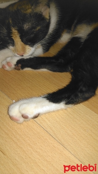 Abyssinian, Kedi  Lal fotoğrafı