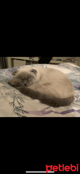 Scottish Fold, Kedi  Blue fotoğrafı