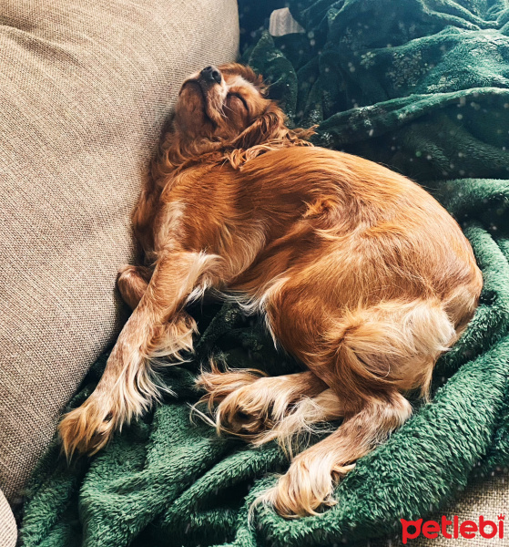 Cavalier King Charles Spanieli, Köpek  Baileys fotoğrafı