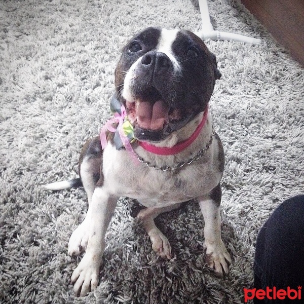 İngiliz Bulldog, Köpek  Ruffles fotoğrafı