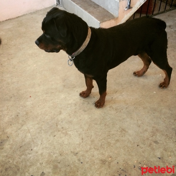 Rottweiler, Köpek  Efe fotoğrafı
