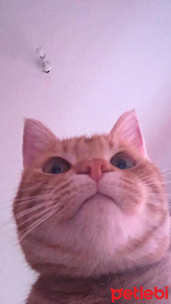 Sarman, Kedi  Danny Boy fotoğrafı