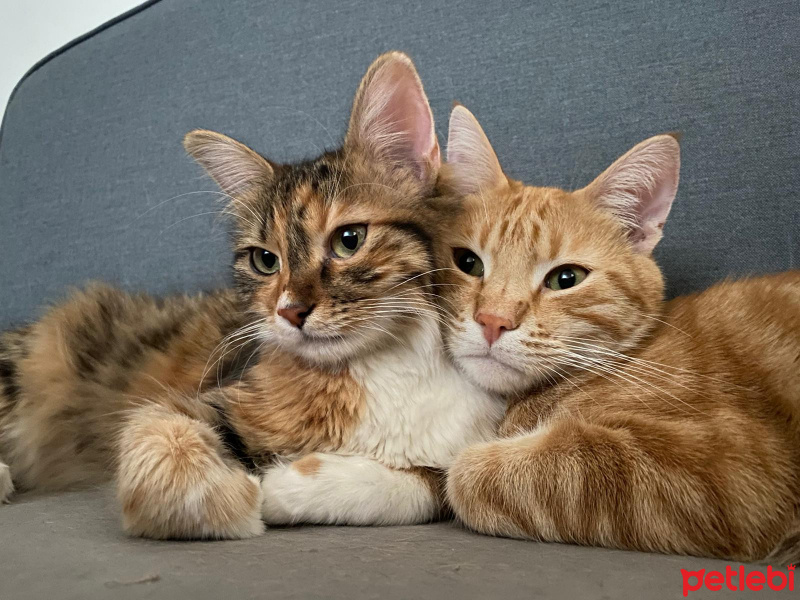 Sarman, Kedi  Danny Boy fotoğrafı