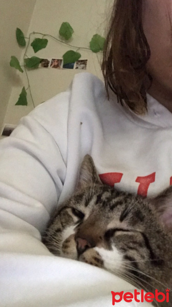 Tekir Kedi, Kedi  Mars fotoğrafı