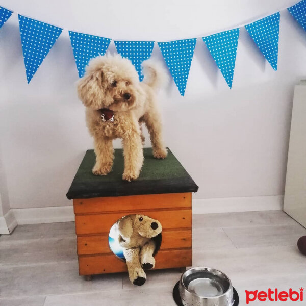 Poodle (Minyatür Kaniş), Köpek  Latte fotoğrafı