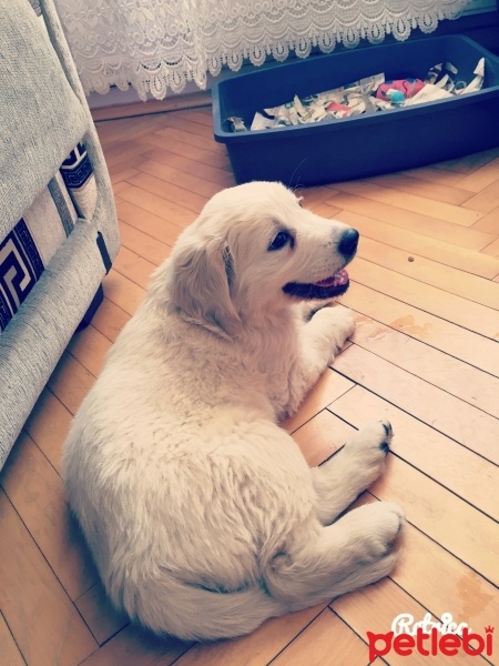 Golden Retriever, Köpek  MİŞA fotoğrafı