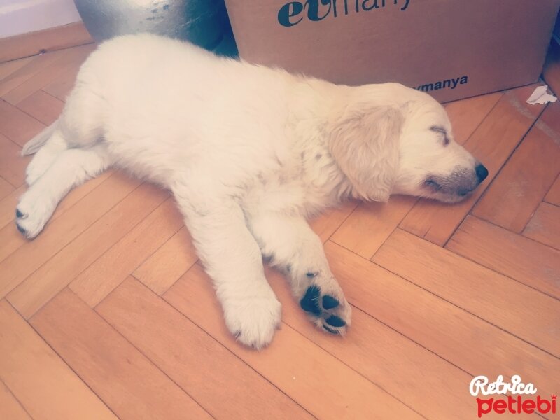 Golden Retriever, Köpek  MİŞA fotoğrafı