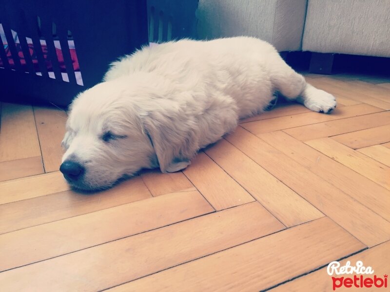 Golden Retriever, Köpek  MİŞA fotoğrafı