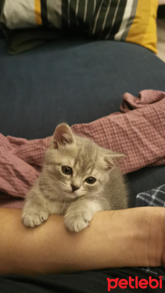 British Shorthair, Kedi  Miva fotoğrafı