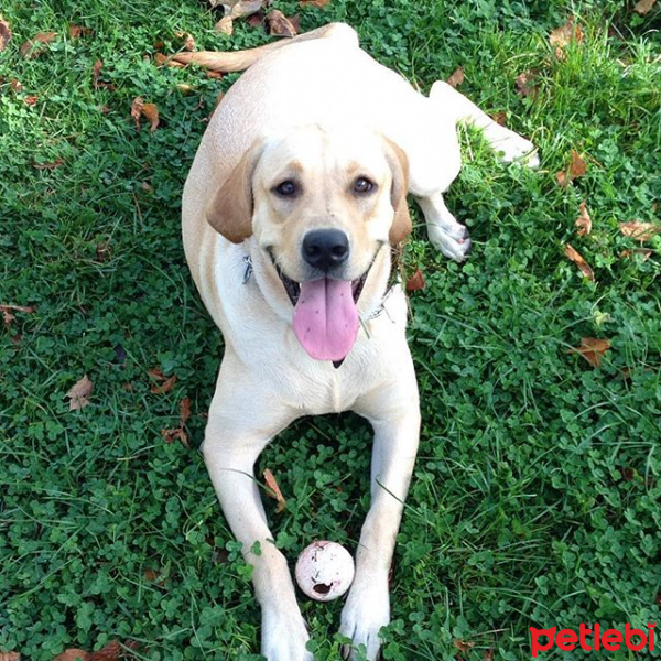 Labrador Retriever, Köpek  pia fotoğrafı