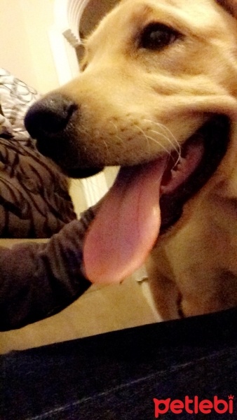 Labrador Retriever, Köpek  Pia fotoğrafı