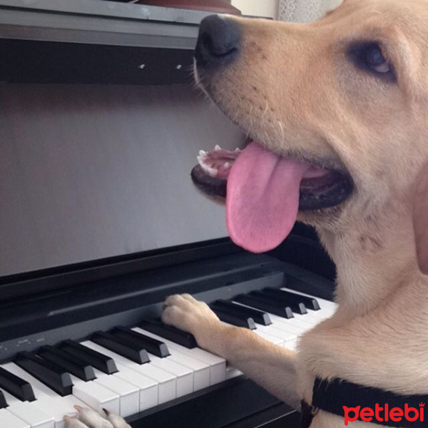 Labrador Retriever, Köpek  Pia fotoğrafı