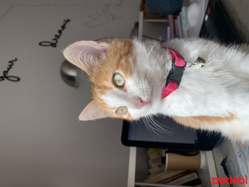 Tekir Kedi, Kedi  MAYA fotoğrafı