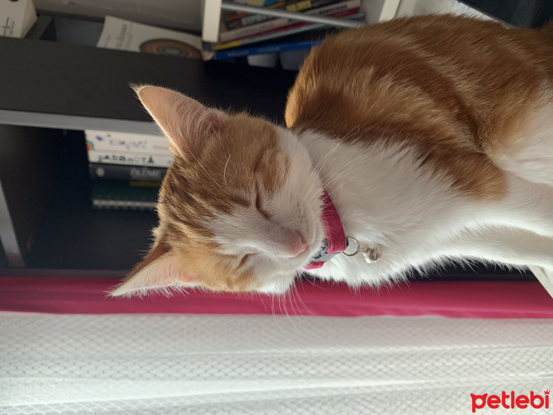 Tekir Kedi, Kedi  MAYA fotoğrafı