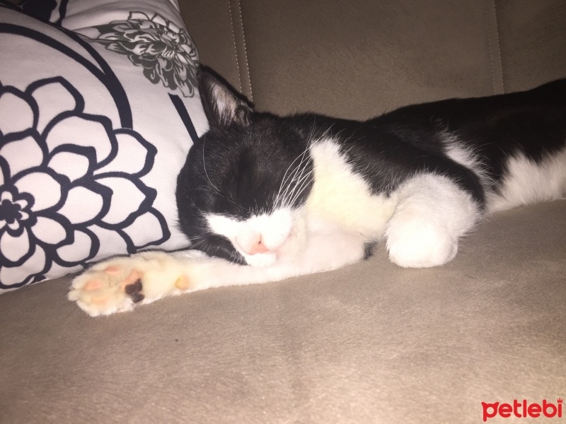 Tekir Kedi, Kedi  Zeytin fotoğrafı