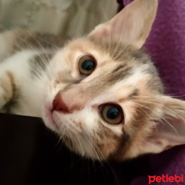 Tekir Kedi, Kedi  Patik fotoğrafı