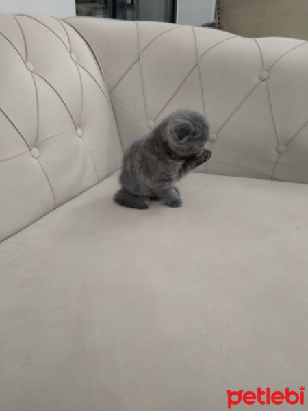 Scottish Fold, Kedi  MİA fotoğrafı
