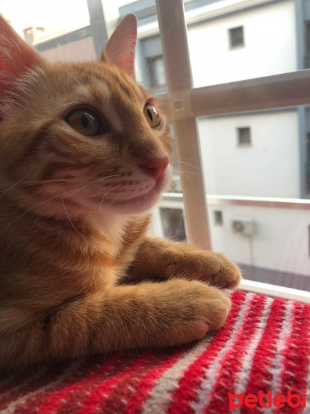 Sarman, Kedi  Lapa fotoğrafı