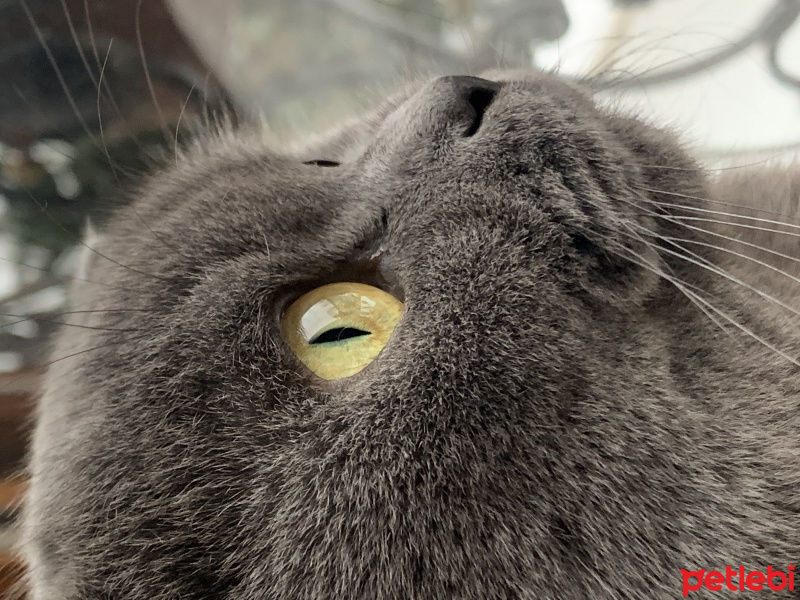 Scottish Fold, Kedi  Çakıl fotoğrafı