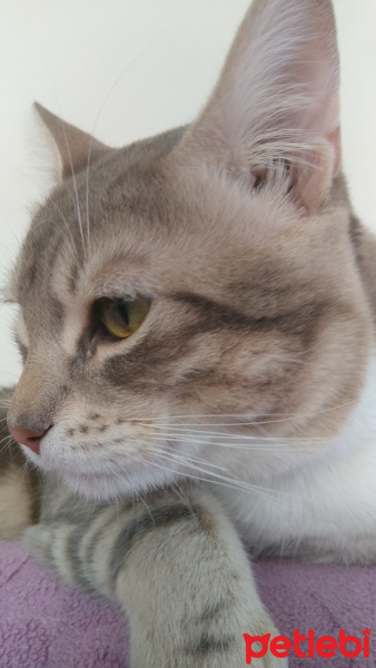 Tekir Kedi, Kedi  Tarçın fotoğrafı