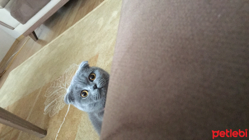 Scottish Fold, Kedi  Eyşan fotoğrafı