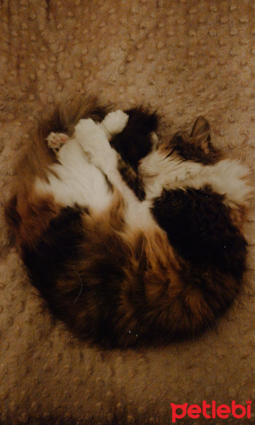 Ankara Kedisi, Kedi  Gümüş fotoğrafı