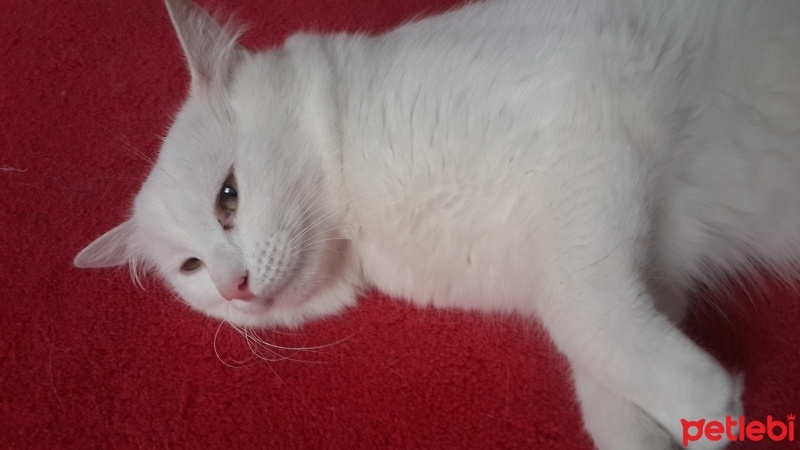Ankara Kedisi, Kedi  Köpük fotoğrafı