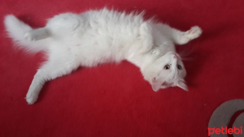 Ankara Kedisi, Kedi  Köpük fotoğrafı