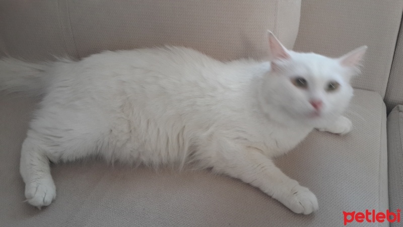 Ankara Kedisi, Kedi  Köpük fotoğrafı