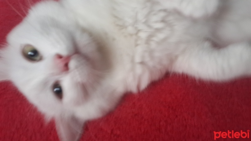 Ankara Kedisi, Kedi  Köpük fotoğrafı