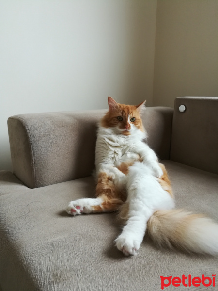 Sarman, Kedi  Simba fotoğrafı