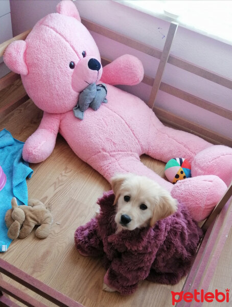 Golden Retriever, Köpek  Maya fotoğrafı