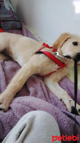 Golden Retriever, Köpek  Maya fotoğrafı